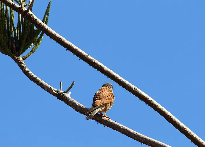 公寓式酒店 肯尼科湾公寓酒店 卡尼索