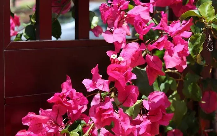 肯尼科湾公寓酒店 卡尼索